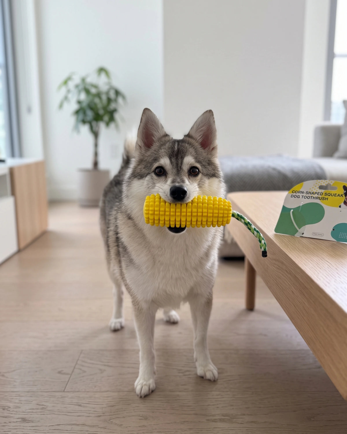 Squeaky Corn