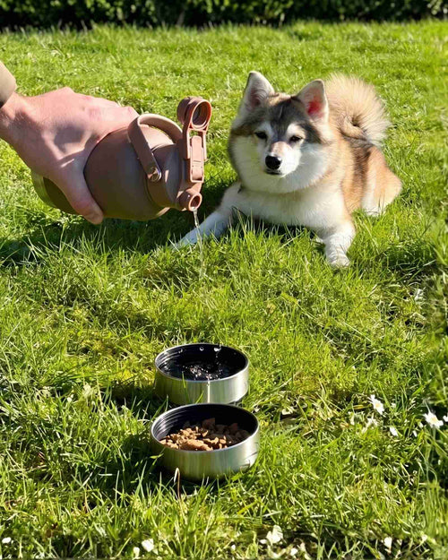 Dog lying on grass next to two metal dog bowls with a person holding a water bottle above one of them pouring water into the water bowl.