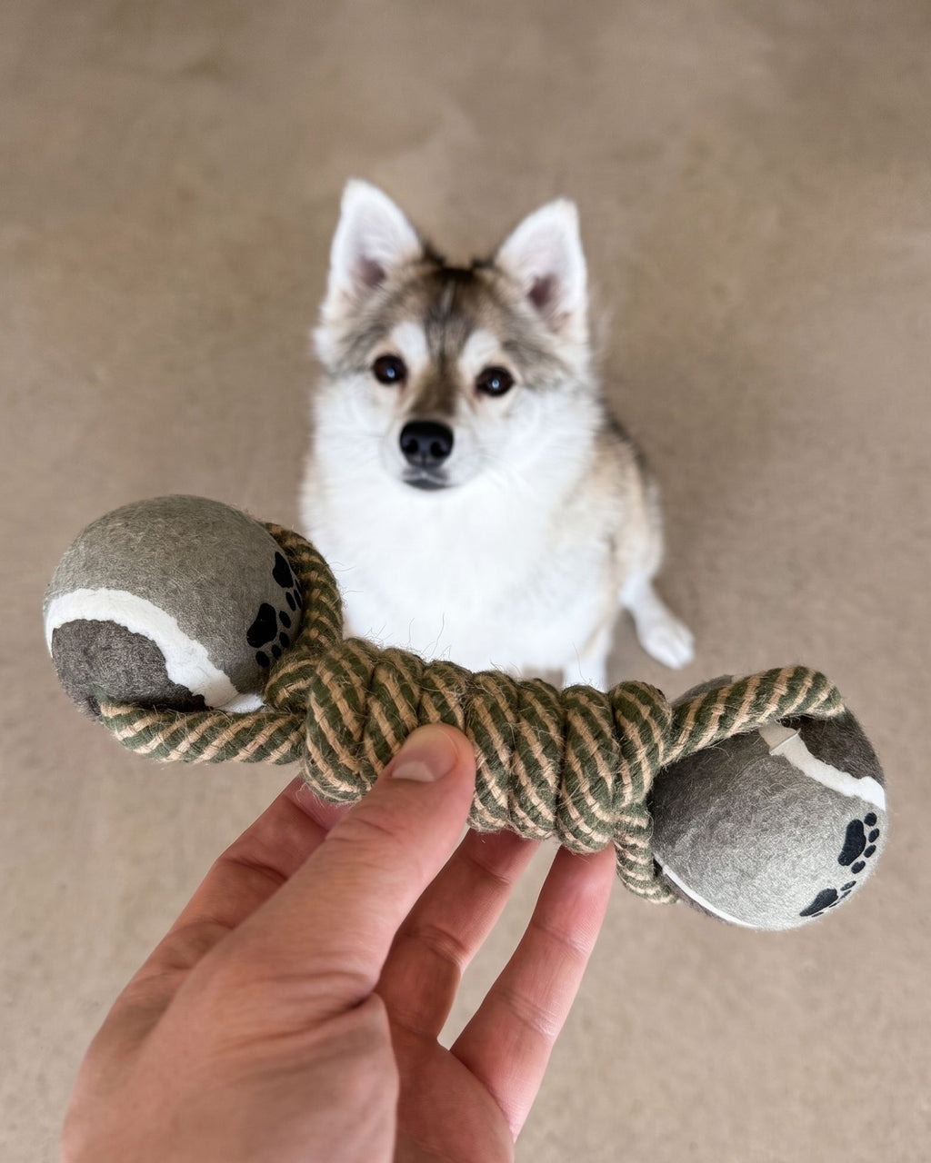 Dog toy with a rope and ball held by a hand, with a dog in the background